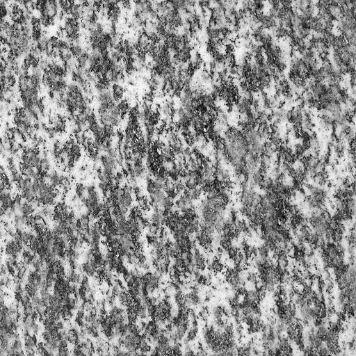 Serizzo natursten flise — grå-hvid baggrund med tæt organisk kornmønster af mørke mineralkorn og fine årer